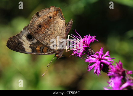 gemeinsamen Buckeye Schmetterling Fütterung New York Wolfsmilch Stockfoto