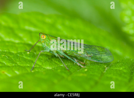 Leafhopper, Costa Rica Stockfoto
