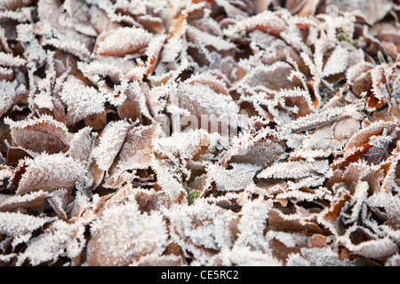 Frost auf Blatt Wurf, Ambleside, Cumbria, England. Stockfoto