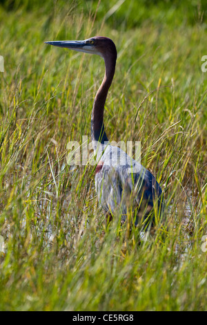 Goliath Reiher (Ardea Goliath). Lake Awassa, Äthiopien. Stockfoto