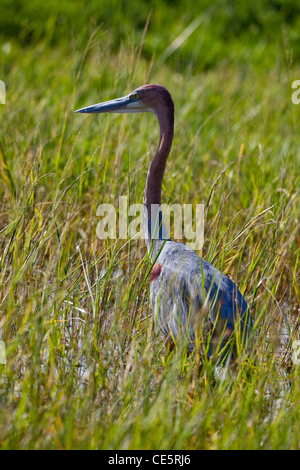 Goliath Reiher (Ardea Goliath). Lake Awassa, Äthiopien. Stockfoto