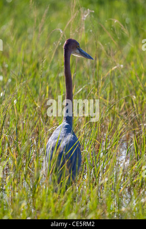 Goliath Heron (Ardea goliath). See Awasa, Äthiopien. Stalking Frösche in Schilfrohr. Stockfoto