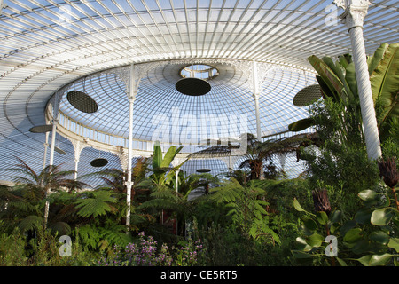 Die viktorianischen Kibble Palace-Wintergärten in den botanischen Gärten in Glasgows West End, Scotland, UK Stockfoto