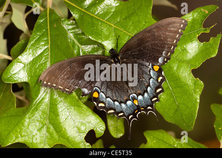 Östliche Tiger Schwalbenschwanz Papilio Glaucus McCormick Creek State Park, Indiana, Vereinigte Staaten 24 kann dunkle Form weiblich Stockfoto