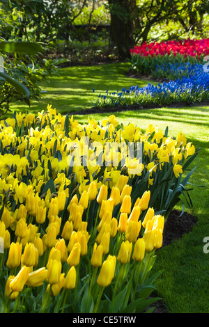 Gelbe, blaue und rote Frühlingsblumen im Park am April Morgen Stockfoto