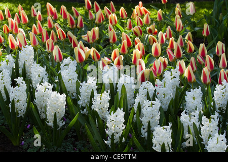 Tulpen und Hyazinthen in ersten Morgensonne an Apriltag im Frühjahr Stockfoto