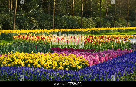 Am frühen Morgen im Frühlingsgarten mit Tulpen, Narzissen und Hyazinthen in bunten Blumenbeeten Stockfoto