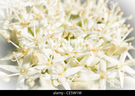 Winzige weiße Frühlingsblumen in Nahaufnahme mit flachen dof Stockfoto