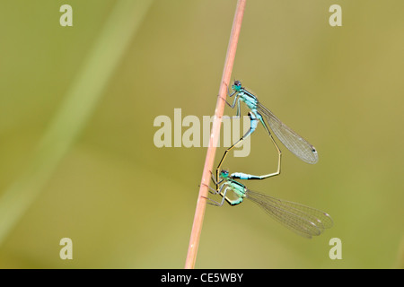 Blue-tailed damselflies (Ischnura elegans) Paarung Stockfoto