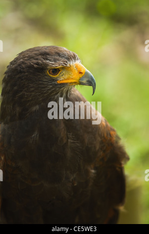 Harris Hawk, staubigen Hawk, Bay-winged Hawk oder Parabuteo Uninctus in Seite Winkel Ansicht Stockfoto