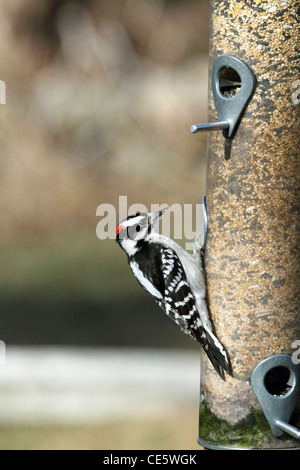 Ein männlicher Dowy Specht, Dryobates pubescens, an einem Schlauchfuttergerät. Franklin Lakes, New Jersey, USA Stockfoto