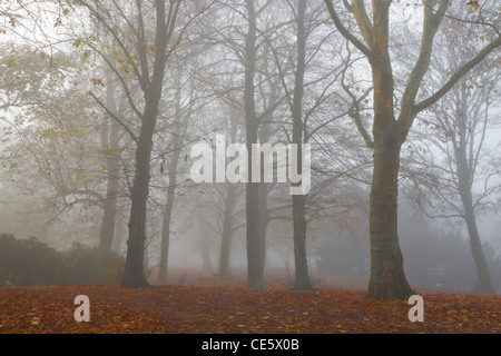 Nebel im Herbst - Bäume in dichten Nebel an kalten Novembertag Stockfoto