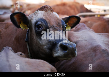 Jersey Kühe auf einem Milchviehbetrieb in North Yorkshire, UK. Stockfoto