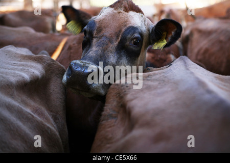 Jersey Kühe auf einem Milchviehbetrieb in North Yorkshire, UK. Stockfoto