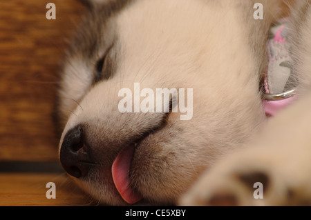 6 Wochen alten Alaskan Malamute Welpen schlafen Stockfoto