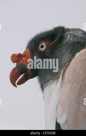 König Geier Sarcoramphus papa Stockfoto