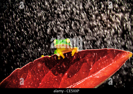 Kleinen grünen Laubfrosch auf roten Blatt im Regen sitzen Stockfoto