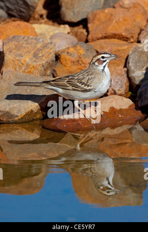 Lerche Spatz Chondestes Grammacus Amado, Santa Cruz County, Arizona, USA 16 April Erwachsenen Emberizidae Stockfoto