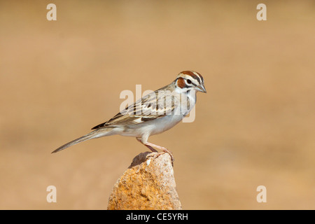 Lerche Spatz Chondestes Grammacus Amado, Santa Cruz County, Arizona, USA 16 April Erwachsenen Emberizidae Stockfoto