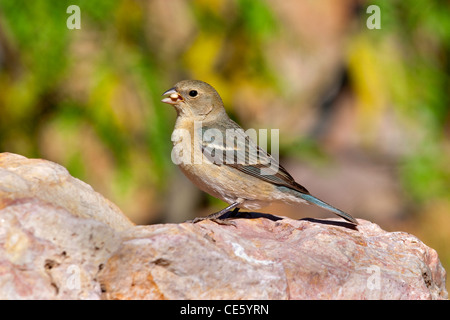 Lazuli Bunting Passerina Amoena Portal, Cochise County, Arizona, Vereinigte Staaten 1 können Erwachsene weibliche Cardinalidae Stockfoto