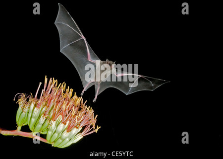 Geringerem langnasigen Bat Leptonycteris Curasoae Amado, ARIZONA, USA 23 August Erwachsenen Parrys Agave Blumen. Stockfoto