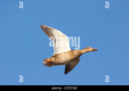 Stockente Anas Platyrhynchos Tucson, Pima County, Arizona, USA 3 Januar Erwachsenen weiblichen im Flug. Anatidae Stockfoto