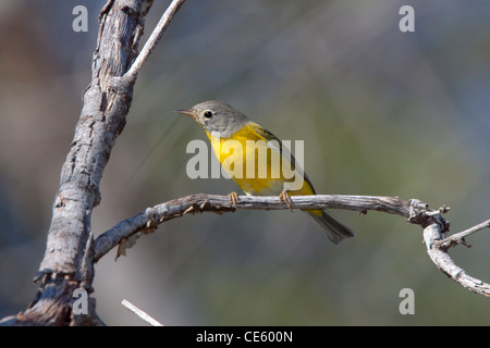 Nashville Warbler Vermivora Ruficapilla Santa Rita Mountains, Santa Cruz County, Arizona, USA 9 September unreif Stockfoto