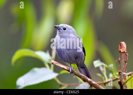 Palm Tanager Thraupis Palmarum San Jose, Costa Rica 7 November Erwachsene Thruapidae Stockfoto