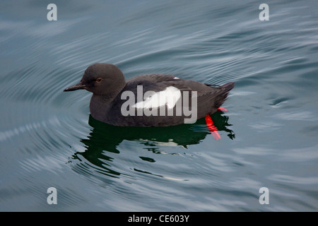 Taube Guillemot Cepphus Columba Monterey, California, USA 23 April Erwachsene in der Zucht Gefieder. Alcidae Stockfoto