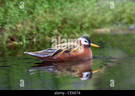 Rotes Phalarope Phalaropus Fulicaria Monterey, Kalifornien, Vereinigte Staaten 22 April Erwachsenen weiblichen Scolopacidae Stockfoto