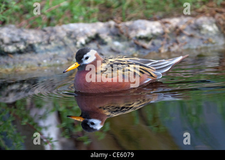 Rotes Phalarope Phalaropus Fulicaria Monterey, Kalifornien, Vereinigte Staaten 22 April Erwachsenen weiblichen Scolopacidae Stockfoto