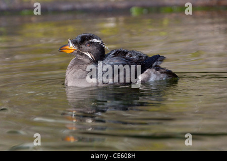 Nashörner Auklet Cerorhinca Monocerata Oregon Coast Aquarium, Newport, Oregon, USA 29 April Erwachsene Stockfoto