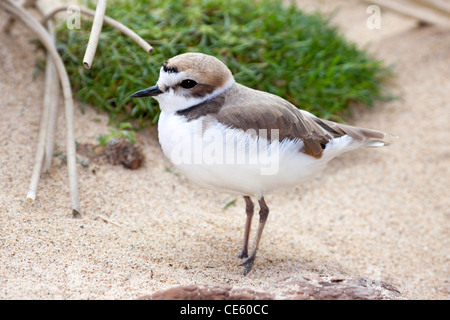 Seeregenpfeifer Charadrius Nivosus Monterey Bay Aquarium, Kalifornien, Vereinigte Staaten 22 April Adult Gefieder Zucht. Scolopacidae Stockfoto