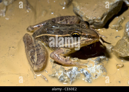 Südlichen Leopard Frog, (Lithobates Sphenocephalis Utricularius), LBJ National Grasslands, Wise County, Texas, Vereinigte Staaten. Stockfoto