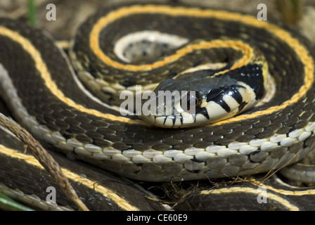 Western Schwarzhals-Garter Snake, (Thamnophis Cyrtopsis Cyrtopsis), Ojito Wildnis, Sandoval County, New Mexico, USA. Stockfoto