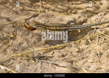 Weibliche östlichen Seite-blotched Eidechse, (Uta Stansburiana Stejnegeri), Essen ein Käfer, Petroglyph National Monument, New Mexico. Stockfoto