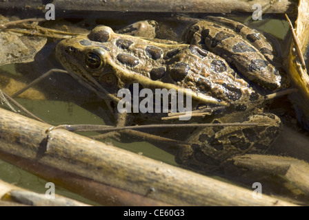Nördlichen Leopard Frog (Lithobates Pipiens), Cedro Creek, Sandia Berge, Bernalillio County, New Mexico, USA. Stockfoto