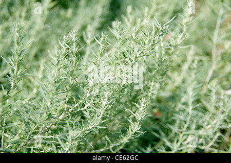 Zweige der Artemisia Ludoviciana, eine Art von Beifuß. Eine beliebte Zierpflanze wegen dem silbrigen Laub. Stockfoto