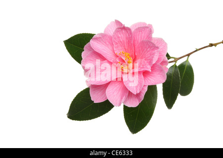 Kamelie Williamsii Spende und isoliert gegen weiße Blätter Stockfoto