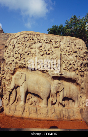 Riesige Bas Relief Arjunas Buße; Mamallapuram; Tamil Nadu; Indien Stockfoto