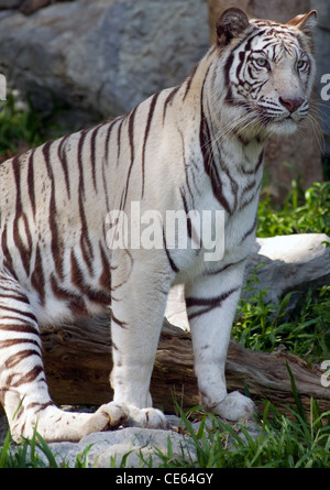 Weiße Tiger, Chiang Mai, Thailand. Stockfoto