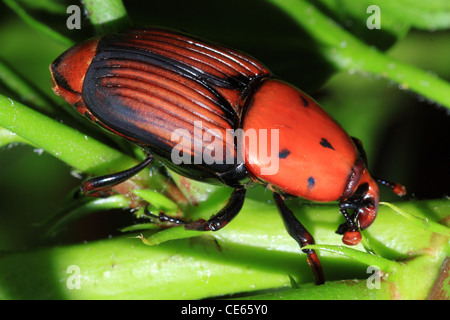 Der Palmrüssler ist eine asiatische Käfer, der verheerende Hunderte von Palmen im Mittelmeerraum Stockfoto