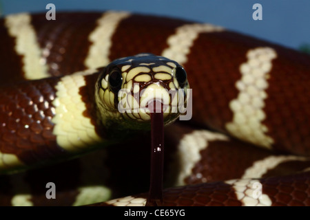 Ein Kalifornien Kingsnake in eine defensive Position ist bereit zum Angriff Stockfoto