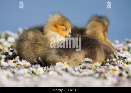 Drei Gänsel schlafend in einem Feld von Gänseblümchen Stockfoto