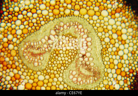 Cheilanthes Arten Vergrößerung 100 X Stockfoto