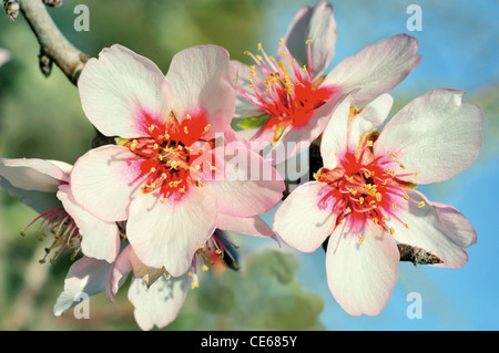 Portugal, Algarve: Mandelbaum in Blüte Stockfoto