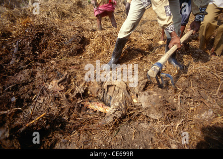 Rettungs-Mann begraben Leiche; Zyklon in Orissa; Indien November 1999 Stockfoto