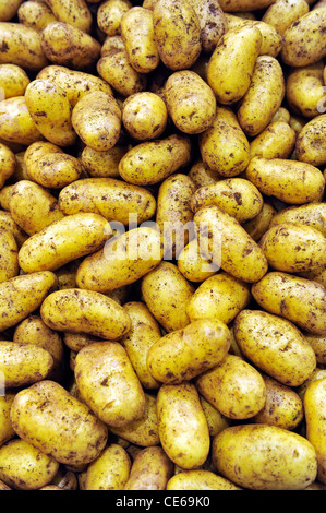 Nahaufnahme von ungewaschenen Kartoffeln. Stockfoto