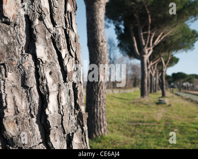 Detail der Kiefer, mit seiner schönen Rinde Textur am Nachmittag Winter, entlang der antiken Via Appia (Appia Antica), Rom, Italien. Stockfoto