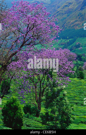 Blühender Baum; Jacaranda; mimosifolia Bignoniaceae; Jacaranda mimosifolia; Bignoniaceae; Munnar; Kerala; Indien; Asien Stockfoto